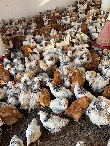 Satış: əti-yumurta yönümlü kənd toyuqları (qarışıq rənglər: ağ-qara — 9