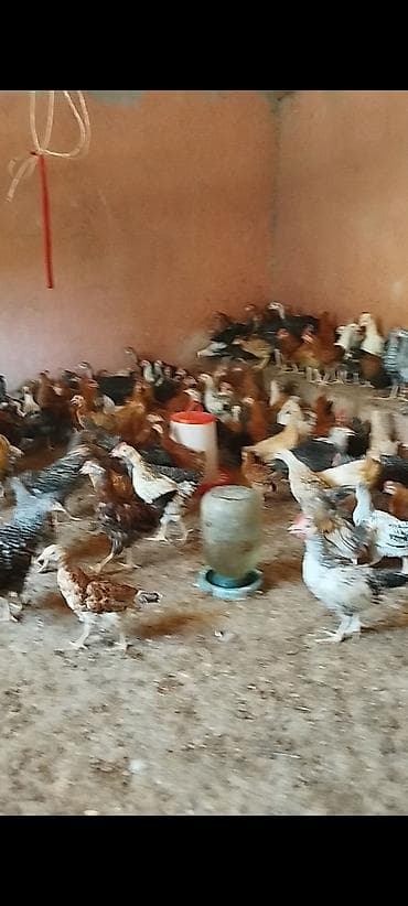meyn kun qiymeti: 3 ayının içində olan superaktiv kənd cücələri satılır, sağlam və aktiv — 6