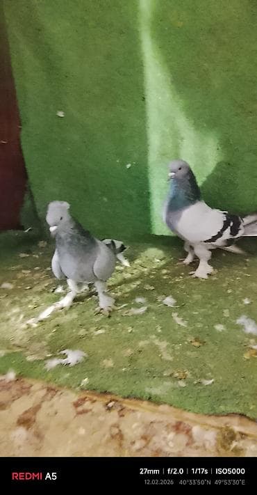 turac quşu: Salam taklalar satılır. erkek maya cütü 50 azn — 7