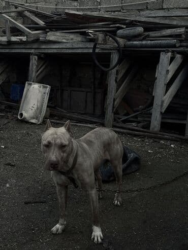 pitbull balası: Pitbul, 1 il, Dişi, Peyvəndli — 3