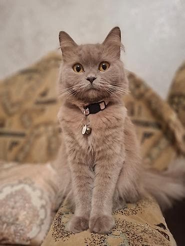 pişik şekli cekmek: Dişi, Yaxşı əllərə — 1