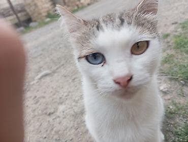 Dişi lalafo.az -da Dişi