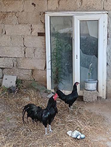 15 aylıg Sumatra quşları. Bir fere bir xoruz. cüt satılır — 1