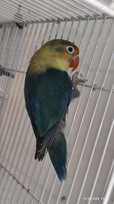 Digər heyvanlar: PAPUQAY FİŞER ERKƏK MUTASYON TÜRKİYƏDƏN GƏLMƏ QUŞLARIN BALASI CÜTƏ — 4