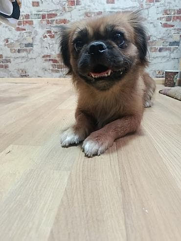 Pekines, Dişi