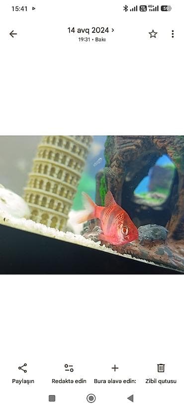 heyvanlar: Akvarium-şkaf, Balıqlarla birlikdə, 200 l — 10