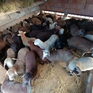 heyvanlara verilən adlar: Salam aleyküm ünvan bakı binə atclık qiymeti 205 mantdan 280 manata — 4