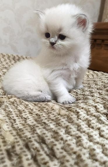 pisik qara: Şotland uzun tüklü, Erkək — 4