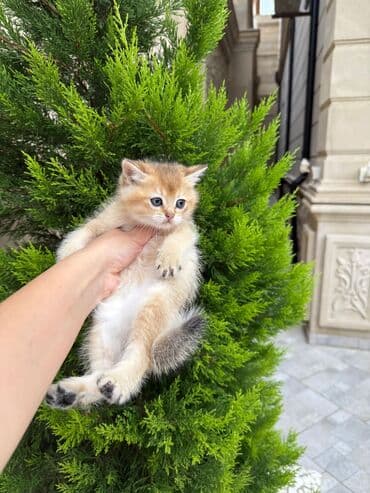 şotlan pişik: Şotland yastı qulaq, Erkək, Dişi, Yaxşı əllərə, Ünvandan götürmə, Pulsuz çatdırılma, Ödənişli çatdırılma — 152