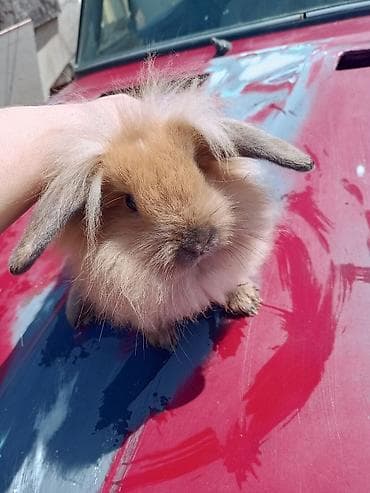 dovsanlar: Cins: Uzun tüklü dekorativ dovşan (lop qulaqlı tip) Rəng: Açıq — 2