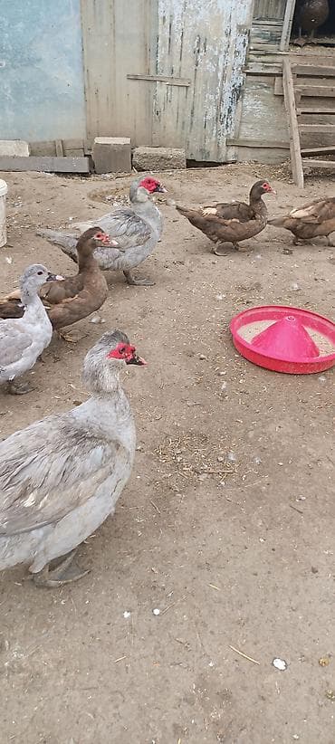 Akvariumlar: Muscovy (hinduşqa ördəyi) ördəkləri – boz/gümüşü və qəhvəyi rənglərdə — 5