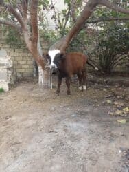 qu quşu və çöl qazı haqqında məlumat: Erkək, il: 1, Ətlik — 1