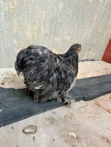 Toyuq, Damazlıq — 1