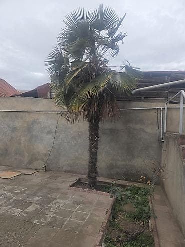 Gence seheri. 1200m. razilasmag olar. Oz teklifiniz varsa buyurun yaxs