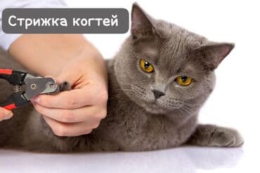 Hər kəsə salam. Mən ev heyvanlarina (pişiklərə) qulluq xidmətləri lalafo.az -da Hər kəsə salam. Mən ev heyvanlarina (pişiklərə) qulluq xidmətləri