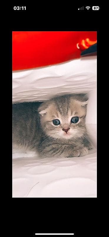 anqor pişik: Britan — 4