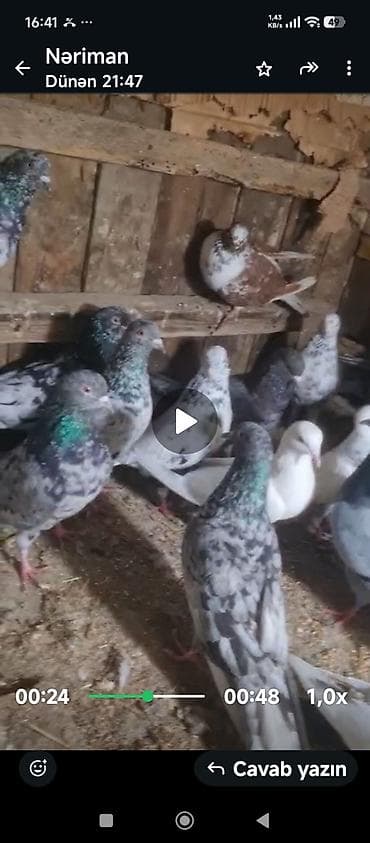 goyercın: Məhsul: Ev göyərçinləri – müxtəlif rəng və naxışlarda uçan və — 2