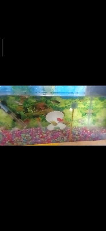 akvarium balaca: Akvaryum komplekti - Şüşə akvaryum, təxminən orta ölçü (düzbucaqlı — 4