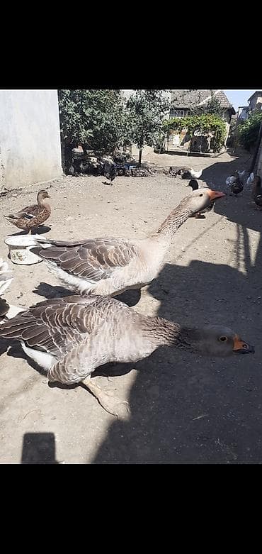 cins xoruz: 2 ədəd Tula döyüş qazları erkəy və dişi.2 ədəd ana qaz biri ala çox — 3