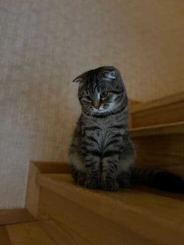 вислоухий сиамский кот: Шотладская вислоухая, Самец — 5