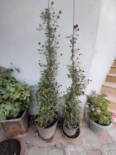 ağacların dərmanlanması: Otaq bitkiləri — 5