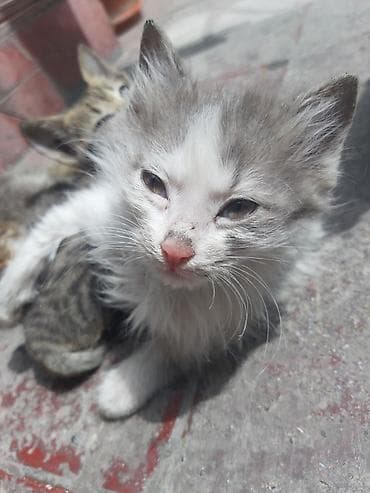 cin bildircin: Erkək, Dişi, Yaxşı əllərə, Pulsuz çatdırılma, Ünvandan götürmə — 3