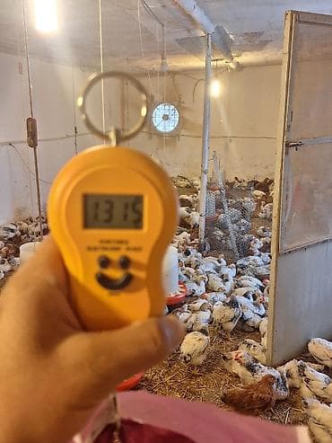 Keçilər, çəpişlər: Toyuq cücələri, Ətlik, Pulsuz çatdırılma — 3