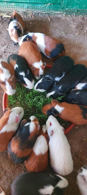 Atlar: Wekilde gorduyunuz Sivinkalar satilir xeyvanlarin saglamliqina — 10