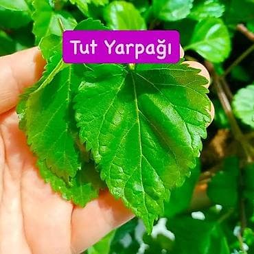 dolma: Məhsul: Sütül ağ tut yarpağı Təsvir: - Təzə, iri və ətirli tut — 1