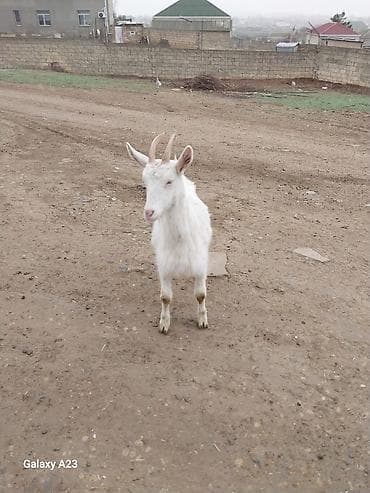 yasil bas ordek: Ağ rəngli keçi - Növ: yerli südlük-tip - Cinsiyyəti: dişi (buynuzlu) - — 2