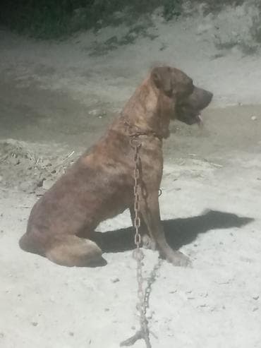 itlerin cutlesmesi: Pitbul, 3 il, Erkek — 3