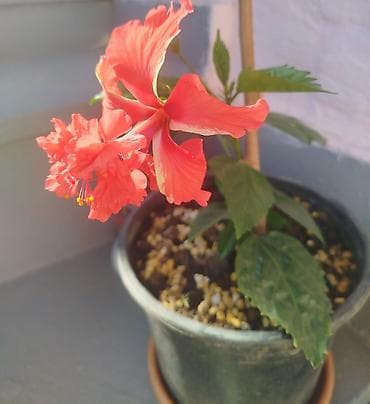 şanagullə bitkisi: Qızılqırmızı Hibiskus (Çin qızılgülü) – satsıda canlı bitki - Növ — 1