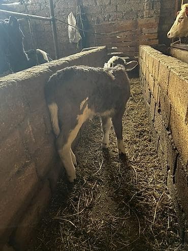 Телята: Salam dişi simental 5 gunluk — 2
