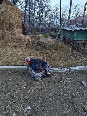 toyuq fərə: Erkək, Damazlıq — 4