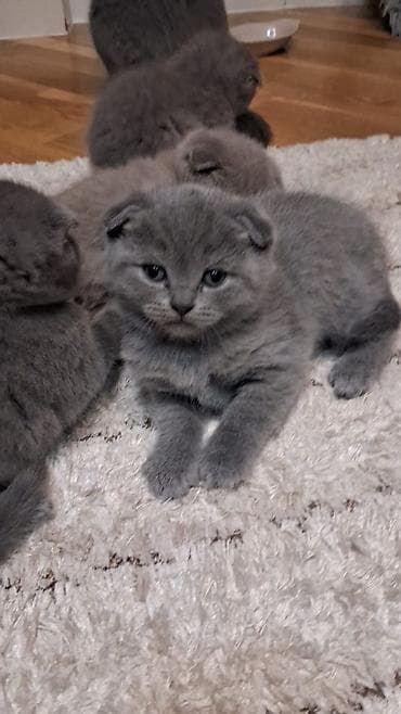 balaca pisik: Şotland yastı qulaq — 1