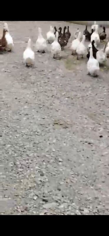 sudluk inekler satışı: Satılır: ördək sürüsü Məhsulun təsviri: - Çoxsaylı ev ördəkləri (ağ — 2