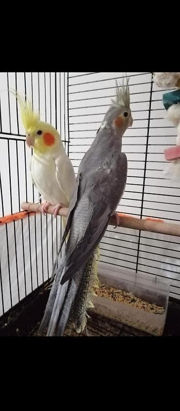 amadin quşu: Cute hazir dışı ve erkek korellar hazır cut korellarda var sağlam — 5