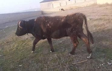 Птицы: Теленок, Самец, месяцев: 5, 100 кг, Для мяса, Самовывоз, Платная доставка — 3