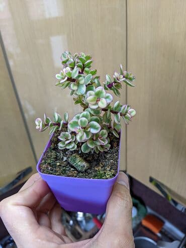 güller haqqında melumat: Sukkulentlər. Sağlam və dözümlü bitkilərdi. Uzun müddət susuz qala — 9