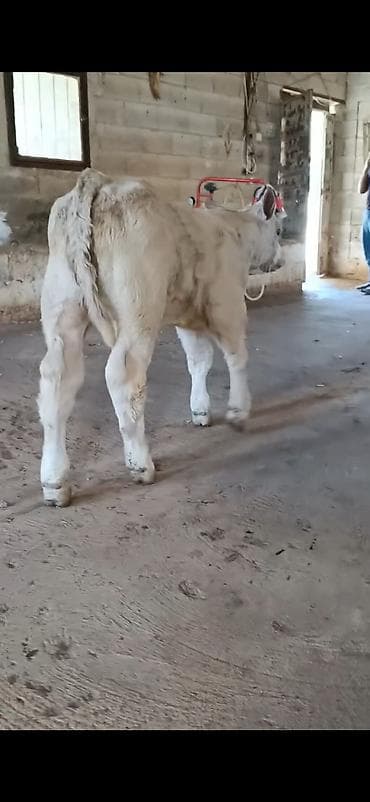 at satisi: Satılır: Açıq krem-ağ rəngli dana (erkək). Xüsusiyyətlər: - Güclü — 2