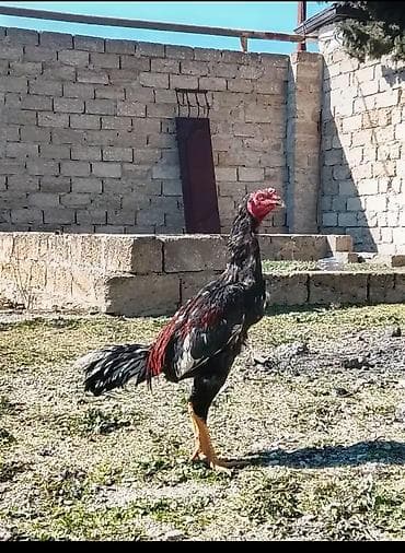 satdıq at: Məhsul: heyvan satılir Mərdəkanda pul lazımdı istəyən yazsin 11 — 1