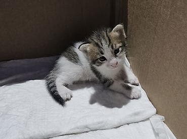 Кошки: Самец, Самка, В добрые руки — 4