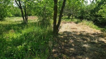 xacmazda findiq bagi satilir: 24 sot, Kənd təsərrüfatı, Mülkiyyətçi — 4