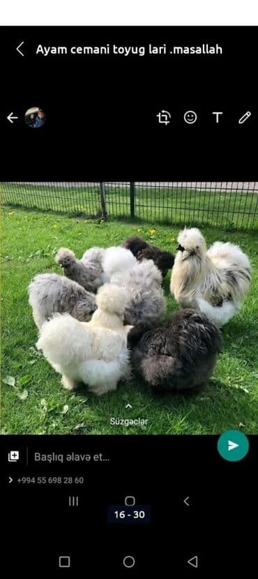 cücə və xoruz: Salam Ayam cemani,,. argenal.yumurtasi,cucesi.colpasi,,xoruzu.toyugu — 6