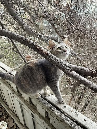 ucuz pisik satisi: Yaxşı əllərə, Pulsuz çatdırılma — 5