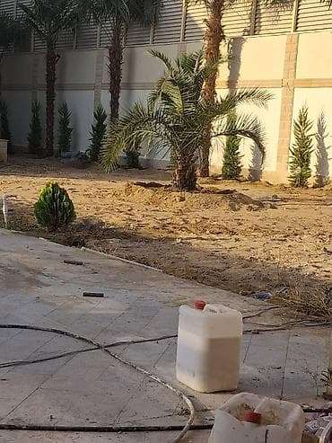 banan agaci: Landşaft ağac və kolları – fidanlar və iri qablarda dekorativ bitkilər — 3