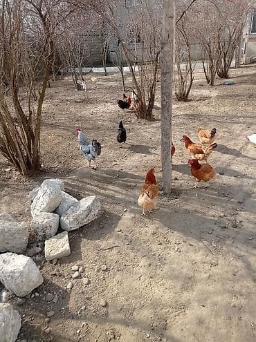 heyvan satisi: Toyuq, Yumurtalıq — 2