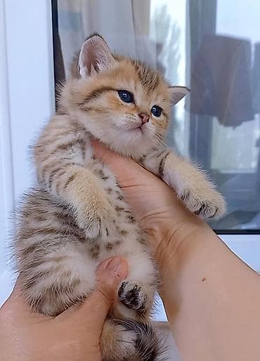 sfinks pişik: Britan, Dişi, Yaxşı əllərə, Ünvandan götürmə — 4