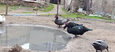 Gəmiricilər: Muscovy ördəkləri (indoutka) – bir neçə rəngdə sürü Salam 5 ədəd Lal — 4
