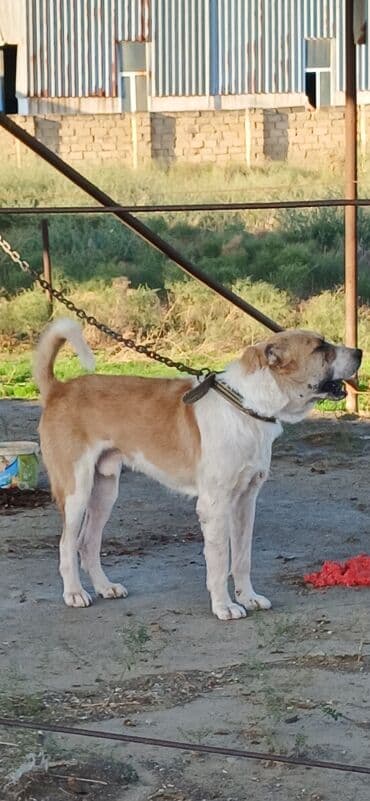 it satisi 2021: Qurdbasar, 2 il, Erkek, Peyvəndli, Ödənişli çatdırılma — 2